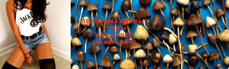 купить   Вытегра  Галлюциногенные грибы Magic Shrooms 